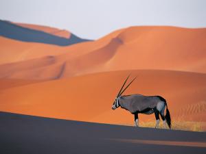 Attached Image: Oryx_Antelope.jpg